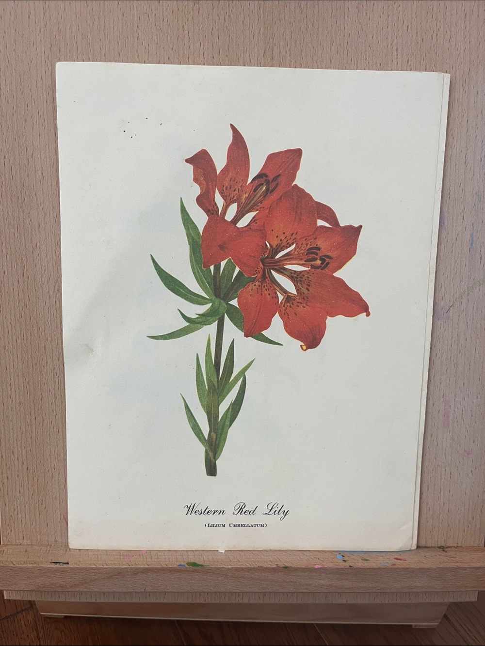 Vintage Botanical Print - Western Red Lily